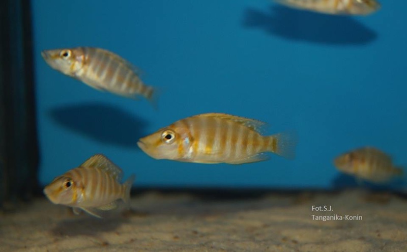 Altolamprologus compressiceps 'Kilima' (Mandarin)